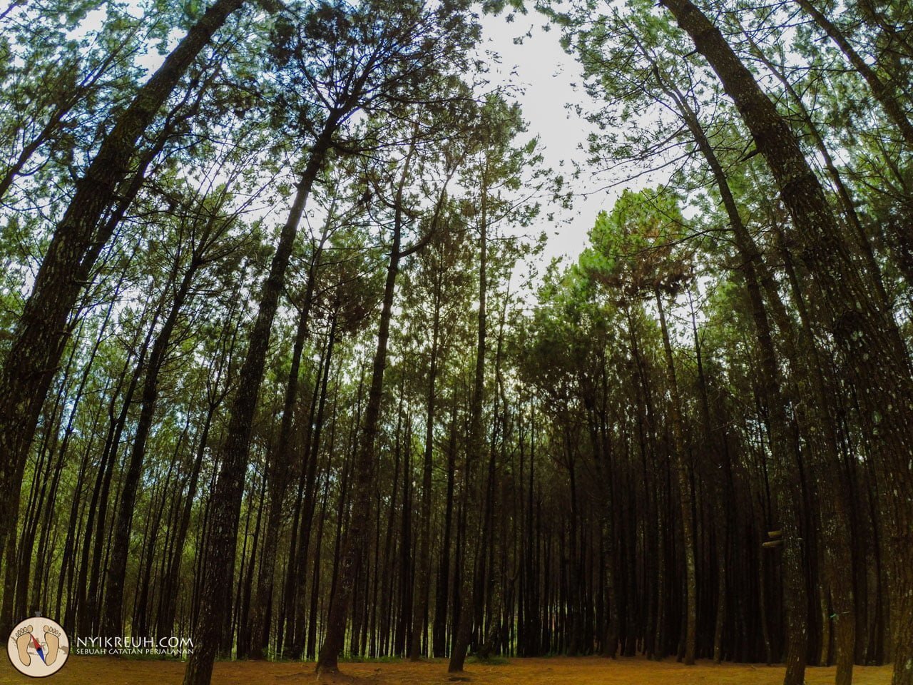 Hutan di Bukit Bintang