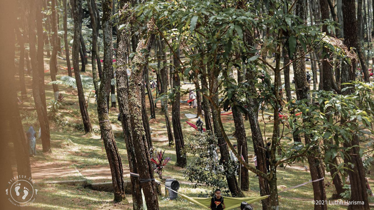 Area Hutan Pinus di Ujung Aspal Wanayasa